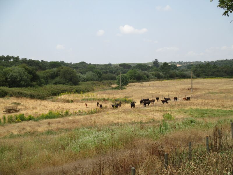 Ficheiro:Ganadaria Manuel Veiga 3.JPG