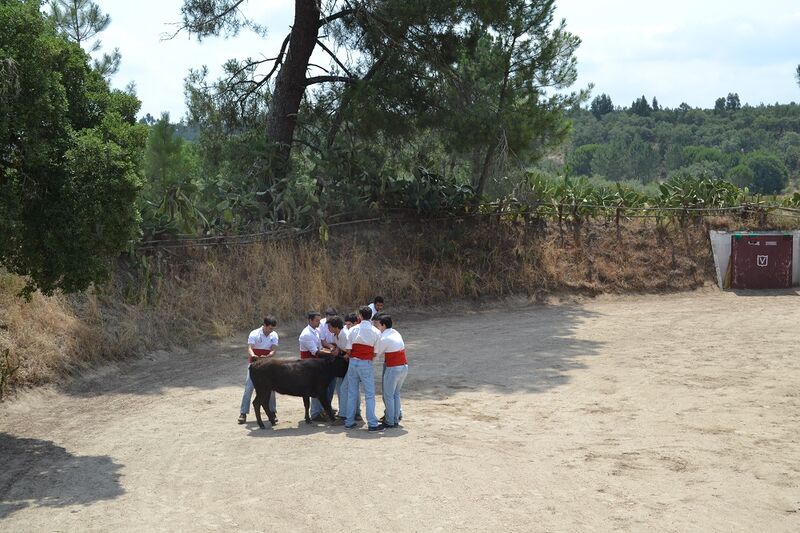 Ficheiro:Ganadaria Manuel Veiga F17.JPG