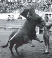 Diamantino Viseu F1.jpg