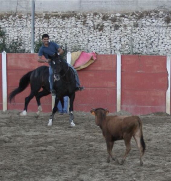 Ficheiro:David Ferreira F40.jpeg