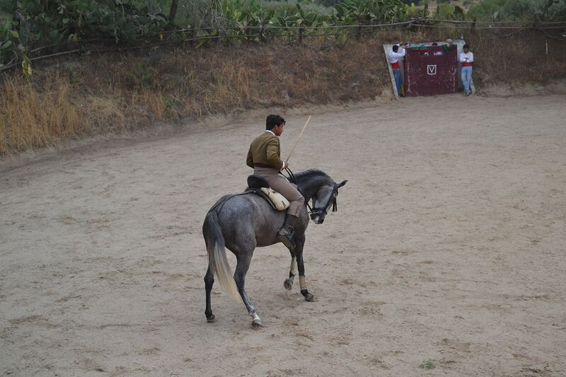 Ficheiro:Ganadaria Manuel Veiga F33.JPG