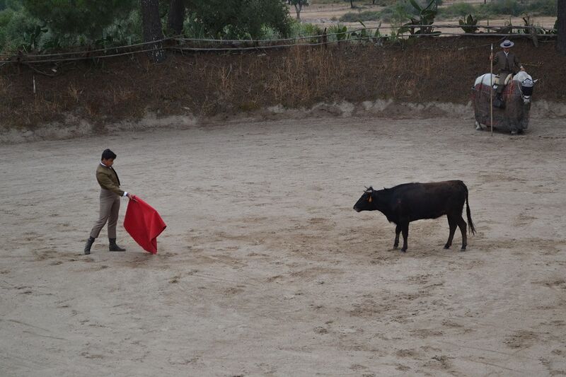 Ficheiro:Ganadaria Manuel Veiga F7.JPG