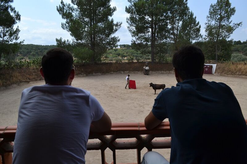 Ficheiro:Ganadaria Manuel Veiga F13.JPG