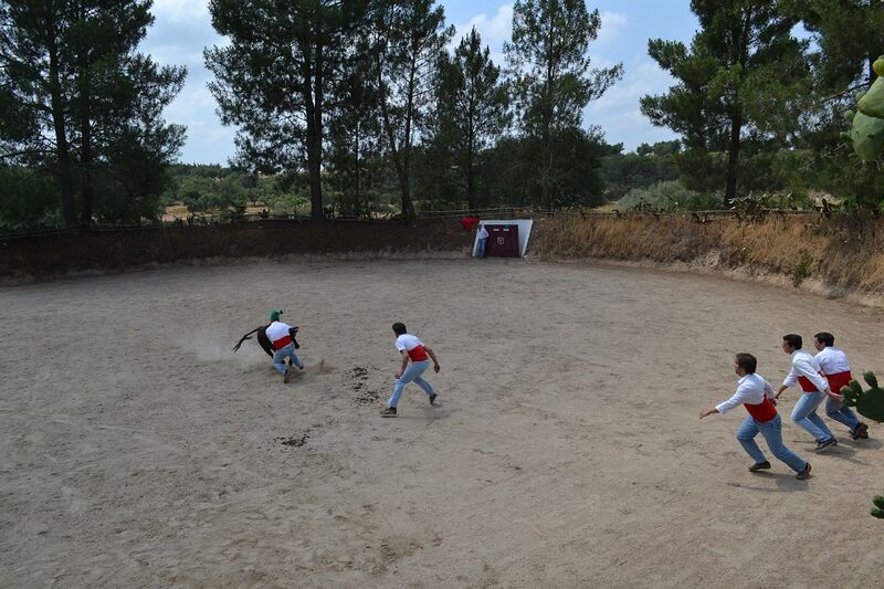 Ficheiro:Ganadaria Manuel Veiga F21.JPG