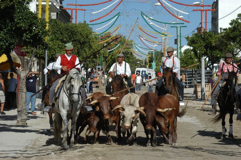 Ficheiro:FBVS 50.JPG