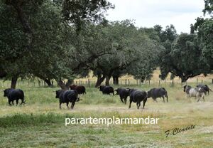 Visiita Herdade da Galeana 17.jpg