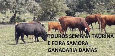 STaurinaeFeiraAnual(Touros) SamoraCorreia 2019(1).jpg