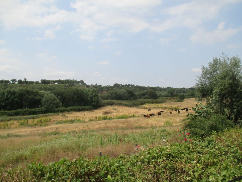 Ficheiro:Ganadaria Manuel Veiga 1.JPG