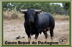 Carne Brava CAJorgeCarvalho.png