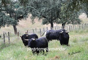 Visiita Herdade da Galeana 16.jpg