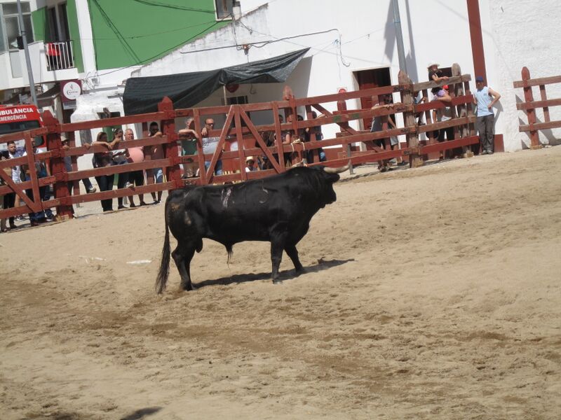 Ficheiro:FeiraMaioAzambuja 02-06-2019 7853.JPG