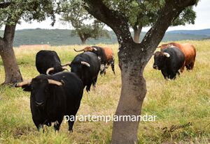 Visiita Herdade da Galeana 22.jpg