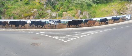 Mural-Taurino RotundaFPretas-JFSP AH 2019.jpg