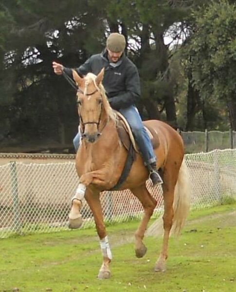 Ficheiro:David Ferreira F42.jpeg